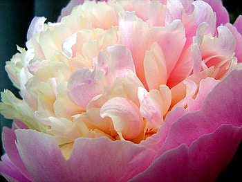 Peony pink, pink, white, peony, cream, close up HD wallpaper