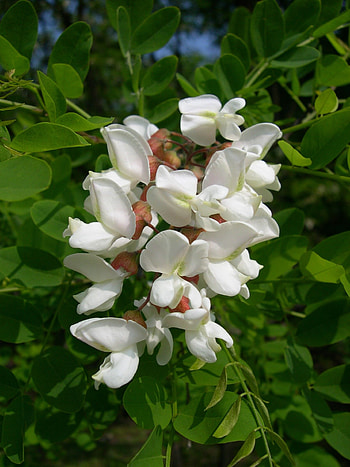 Roninia pseudoacacia, Edible flowers, Black locust flower, Unique herb HD phone wallpaper