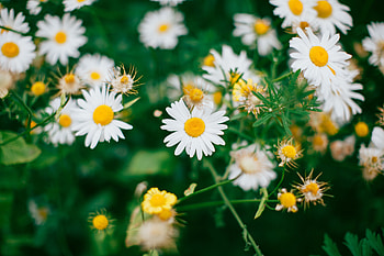 Flowers, Camomile, Blur, Smooth, Bloom, Flowering, Field HD wallpaper