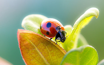 Grass, Leaves, Macro, Dry, Ladybug, Ladybird HD wallpaper