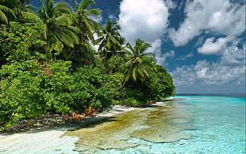 Landscape, Sea, Palms, Summer HD wallpaper
