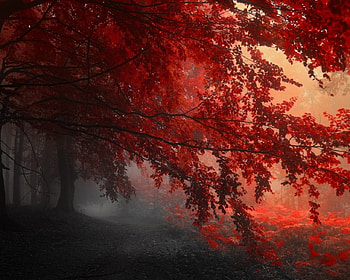Misty Morning Walk, Leaves, Tree, Red, Fall, Autumn HD wallpaper