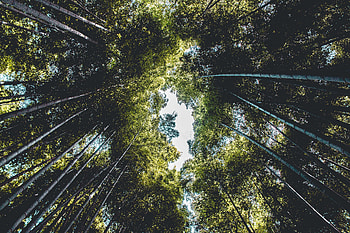 Nature, Trees, Sky, Leaves, Branches, Bottom View HD wallpaper