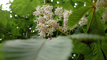 Chestnut tree, Chestnut flowers, Spring season, Stock video HD wallpaper