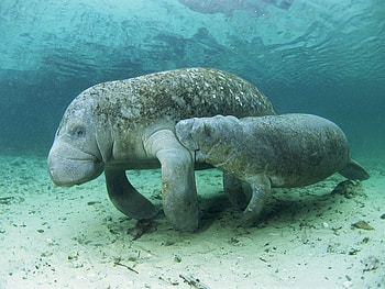 Manatee, animals HD wallpaper