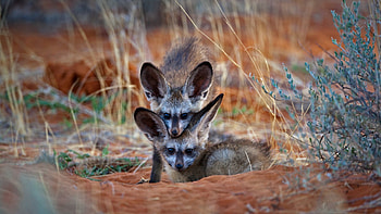 Afrika Fchse, Botswana wildlife, Remarkable graphy, Stunning HD wallpaper