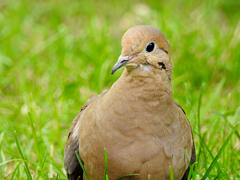 Beautiful Dove, Bird, graphy, Macro Dove, Grass, Morning Dove HD wallpaper
