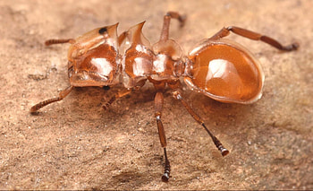 Giant Brazilian Ant, brazilian, giant, ant, insect HD wallpaper