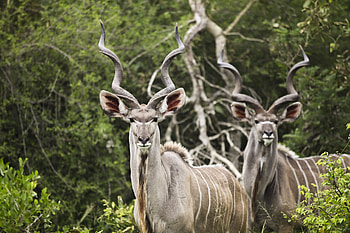 Animals, Horns, Antelope, Kudu HD wallpaper