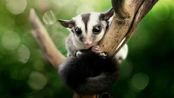 Sugar glider , Exotic pet, Marsupial acrobat, Nature's cuteness HD wallpaper