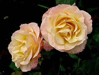 Delicate Roses, delicate, bloom, buds, roses HD wallpaper