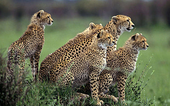 Cheetah , Wild and untamed, Stunning backgrounds, Majestic animal graphy HD wallpaper