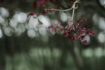 Leaves, Macro, Blur, Smooth, Branch HD wallpaper