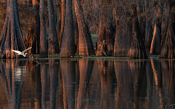 Lake Martin, Cypress Tree HD wallpaper