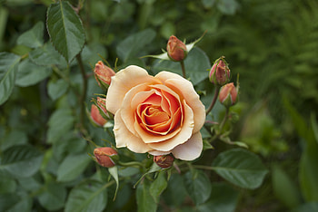 Flowers, Rose Flower, Rose, Petals, Bud, Branch HD wallpaper