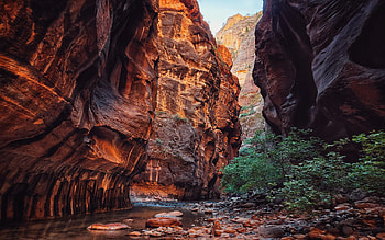 The Narrows, Zion National Park, rocks, mountain, usa, utah, trees HD wallpaper