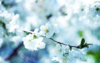 Flowers, Plant, Macro, Bloom, Flowering, Branch, Spring HD wallpaper