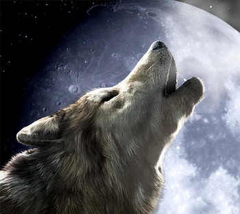 Howling, animal, wolf, moon HD wallpaper