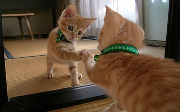 Cat look the glass, reflection, animals, love, , glass, cat, funny HD wallpaper