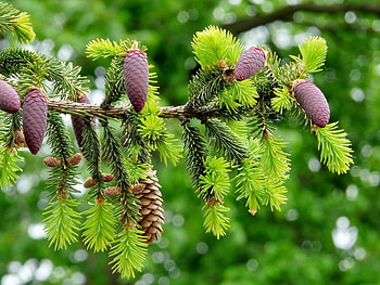 Landscape, Nature, Cones, Fir-Trees HD wallpaper
