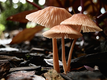Mushrooms 3, brown, graphy, soft, , nature, forest, three, trio, pretty HD wallpaper