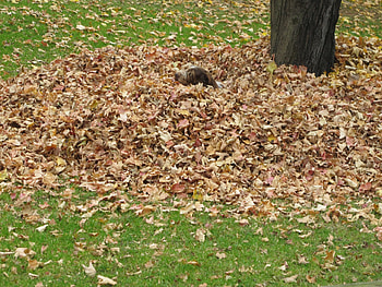 Dog of Fall, dog, leaves, playing, fall HD wallpaper