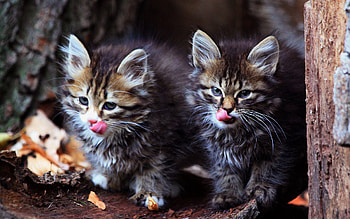 Animals, Fluffy, Couple, Pair, Muzzle, Kittens HD wallpaper