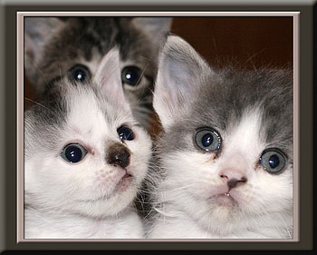 Kitties, cats HD wallpaper