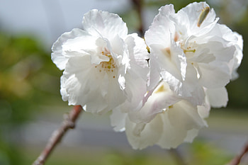 White Flowers, closeup, white, pretty, flower, flowers HD wallpaper