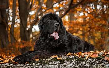 Newfoundland, Cute Dogs HD wallpaper