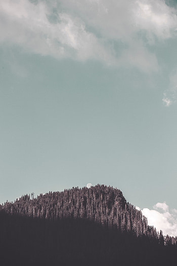 Landscape, Nature, Trees, Moon, Rock, Forest, Shadow HD phone wallpaper