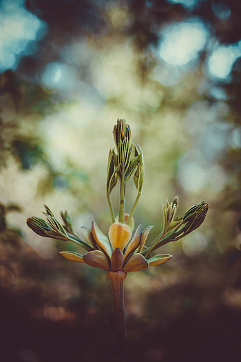 Plant, Macro, Bud, Stem, Stalk, Inflorescence HD phone wallpaper