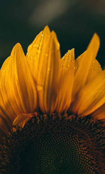 Close up, petals, sunflower HD phone wallpaper