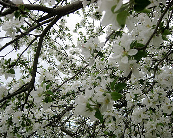 Apple Tree Blossoms, apple blosoms, white, flowers, tree HD wallpaper