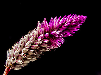 Flowers, Flower, Plant, Dark Background, Branch HD wallpaper