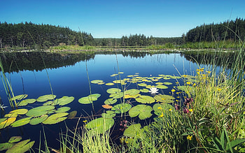 Lake in Scotland, national park, Scotland, calm, waterlilies, lake HD wallpaper
