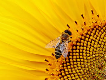 Macro of a honeybee pollinating a bright yellow sunflower bloom. HD wallpaper