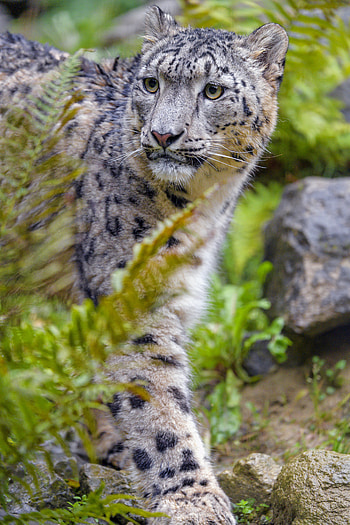 Animals, Snow Leopard, Predator, Big Cat, Sight, Opinion, Irbis HD phone wallpaper