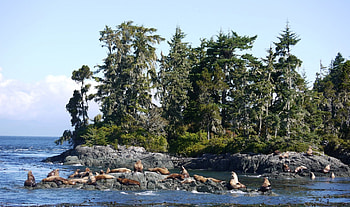 Stella Seals off Telegraph Cove 1, Sun Bathing, Seals, Telegraph Cove, Vancouver HD wallpaper