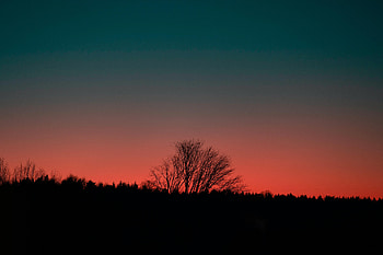 Sunset, Twilight, Dark, Silhouette, Wood, Tree, Dusk HD wallpaper