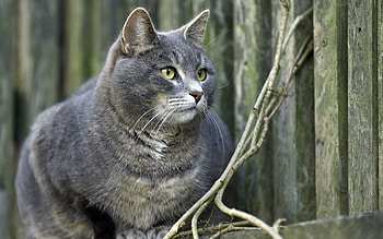 Animals, Sit, Cat, Grey, Fat, Thick HD wallpaper