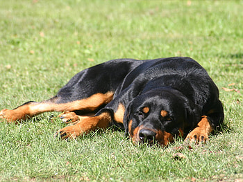 Rot resting, dog, puppy, animals, cachorro, cute HD wallpaper