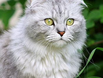 *** Gray cat ***, zwierzeta, koty, szary, kot HD wallpaper