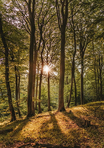 A tranquil forest with sunlight filtering through tall trees, creating a warm glow and serene ambiance. HD phone wallpaper