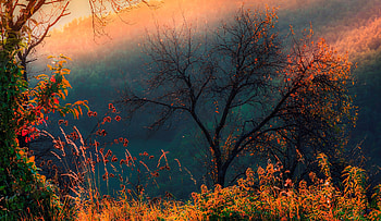 Trees, , Tree HD wallpaper