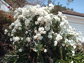 white rose bush, white rose, white flower, summertime HD wallpaper