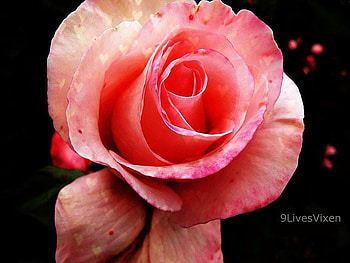 your_love_gave_me_hope, rose, pink, flower, love, nature HD wallpaper