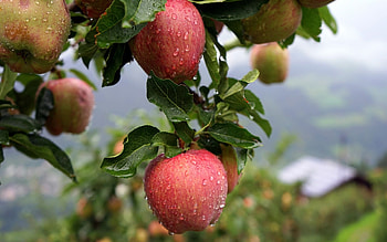 Apple Tree, , Christopher Johnson, Fruits HD wallpaper