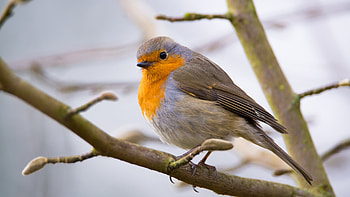 Small robin bird, Tree branch backdrop HD wallpaper