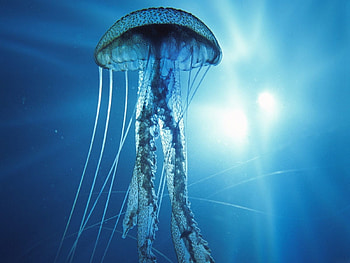 Animals, Sea, Jellyfish HD wallpaper